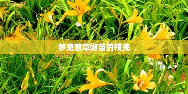 梦见萱草嫩苗的预兆