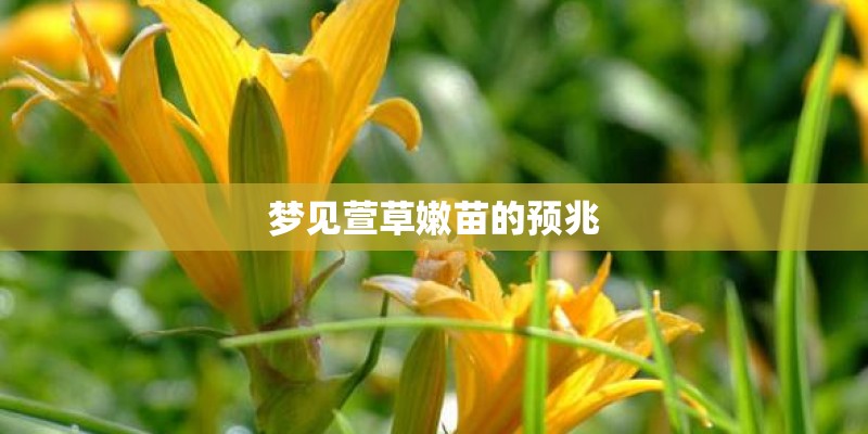 梦见萱草嫩苗的预兆