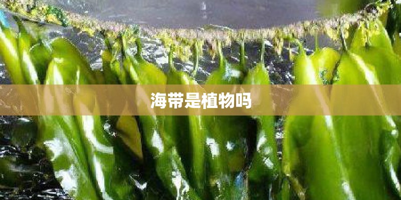 海带是植物吗