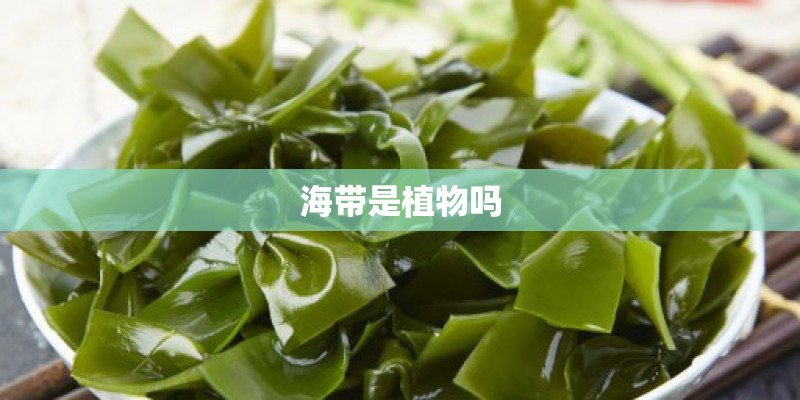 海带是植物吗