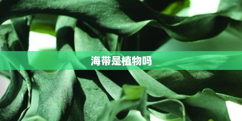 海带是植物吗