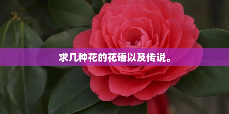 求几种花的花语以及传说。
