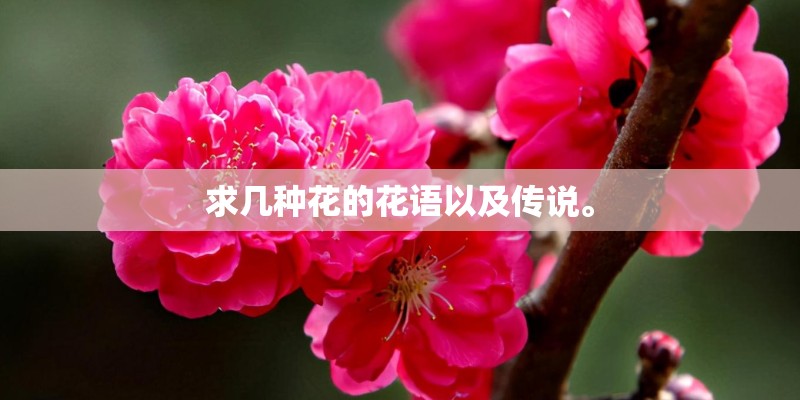 求几种花的花语以及传说。