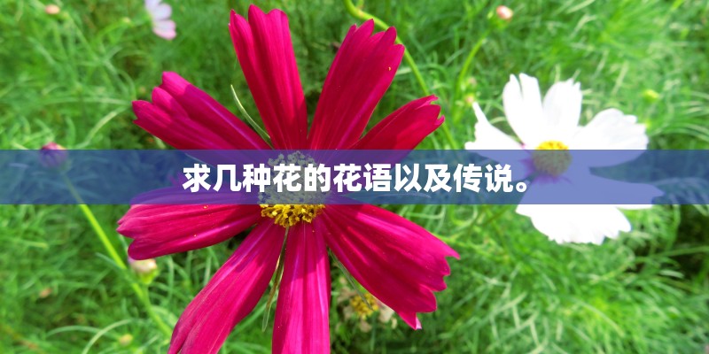 求几种花的花语以及传说。