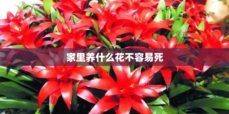 家里养什么花不容易死