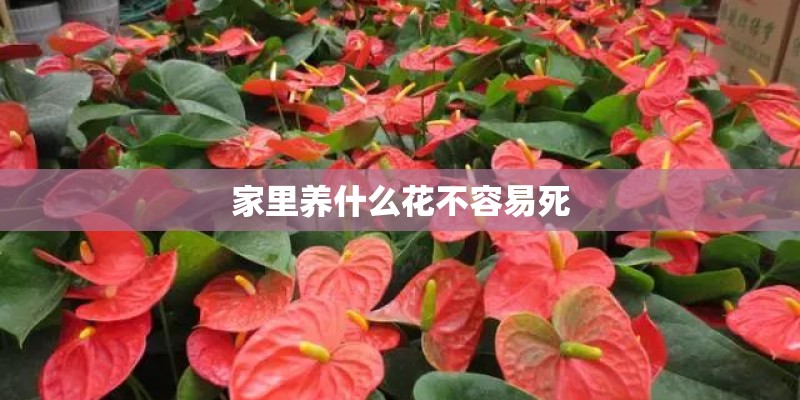 家里养什么花不容易死