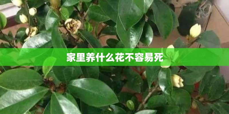 家里养什么花不容易死