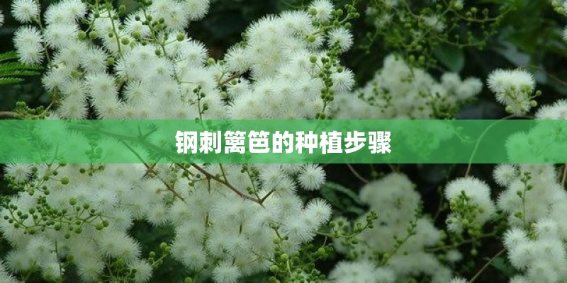 钢刺篱笆的种植步骤