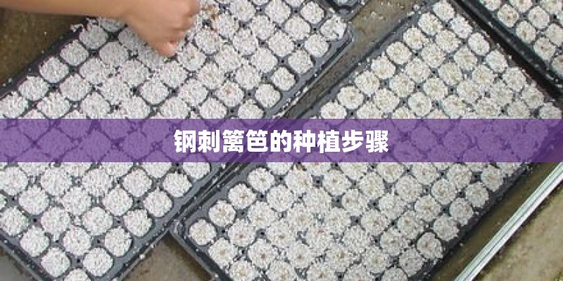 钢刺篱笆的种植步骤