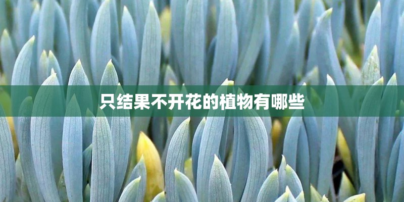 只结果不开花的植物有哪些