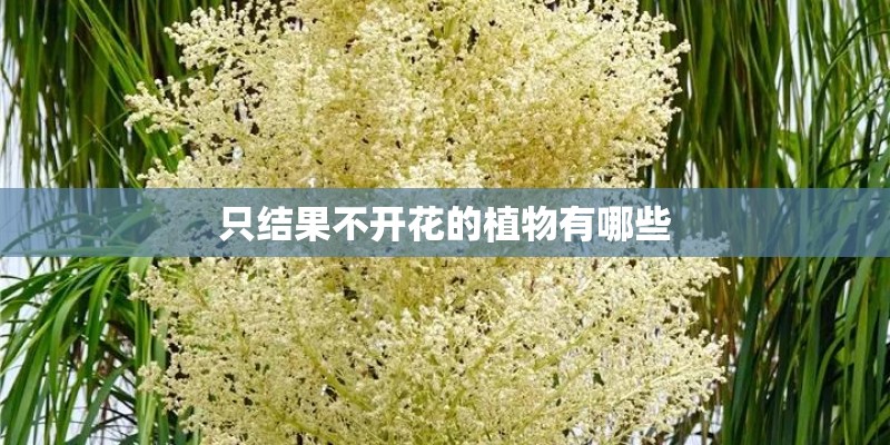 只结果不开花的植物有哪些