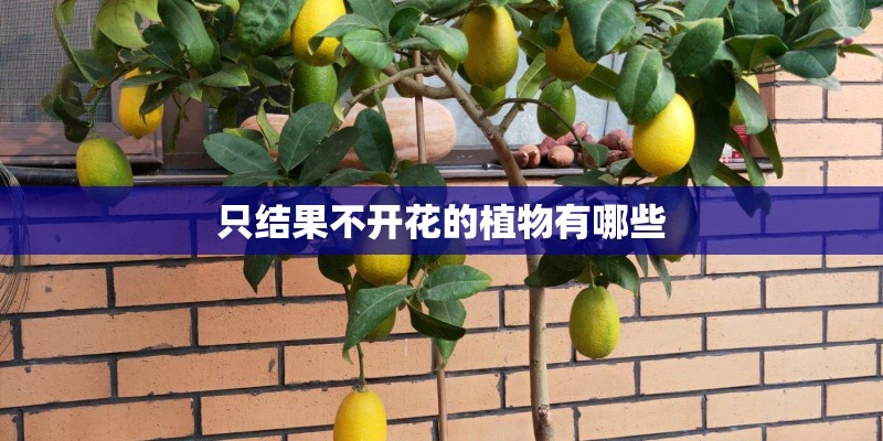 只结果不开花的植物有哪些