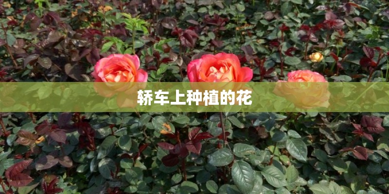 轿车上种植的花