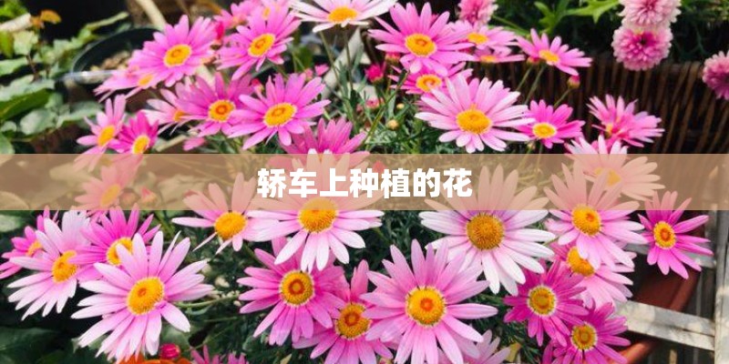 轿车上种植的花