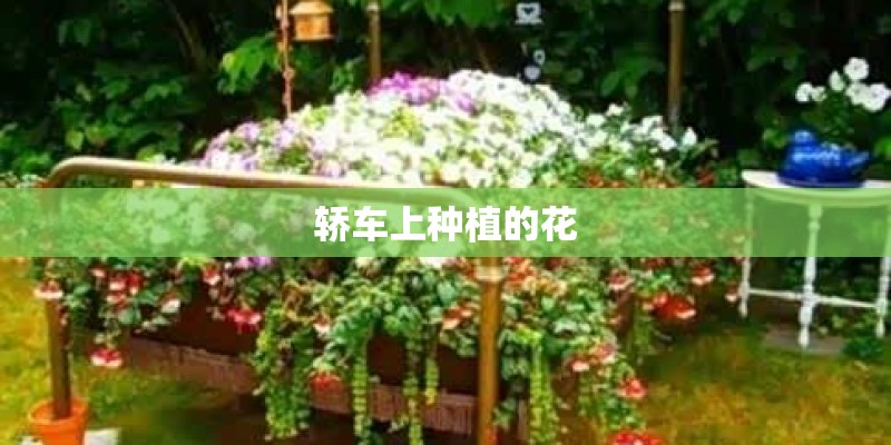 轿车上种植的花