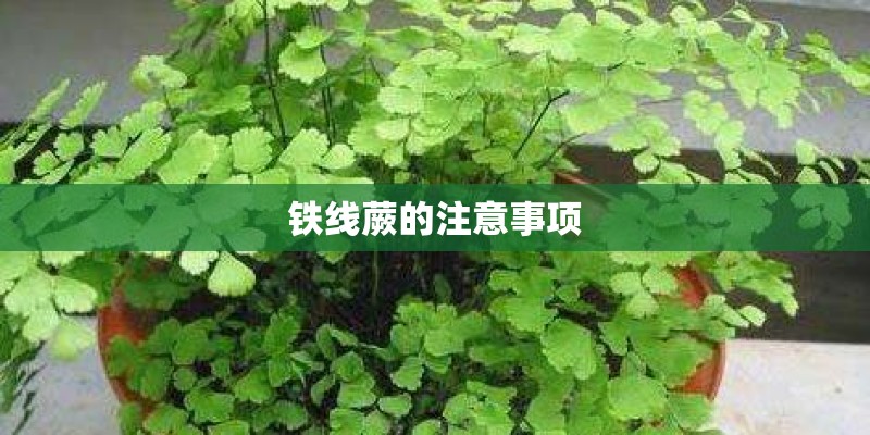 铁线蕨的注意事项