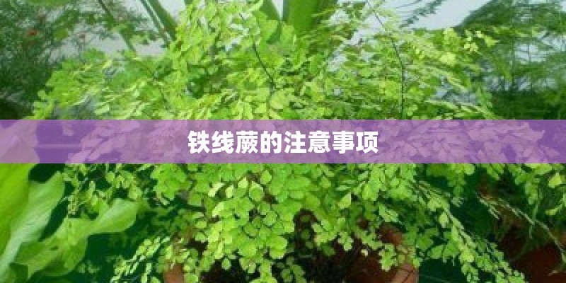 铁线蕨的注意事项