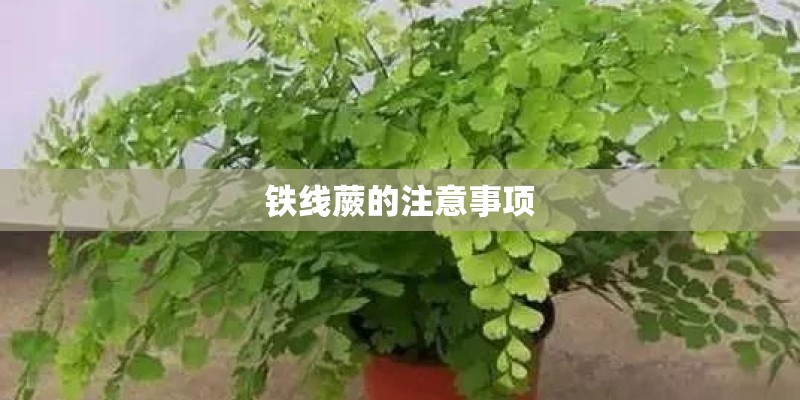铁线蕨的注意事项