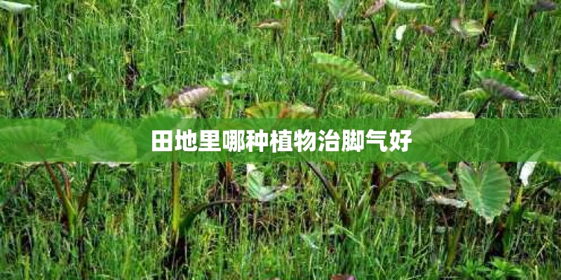 田地里哪种植物治脚气好