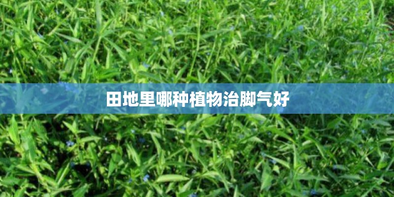 田地里哪种植物治脚气好