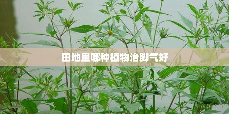 田地里哪种植物治脚气好