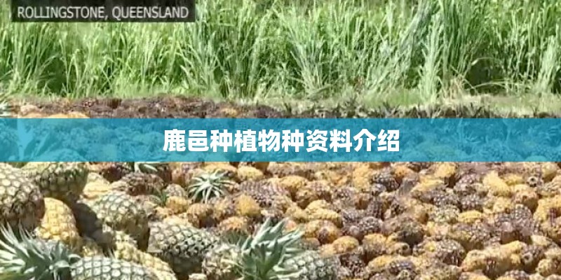 鹿邑种植物种资料介绍