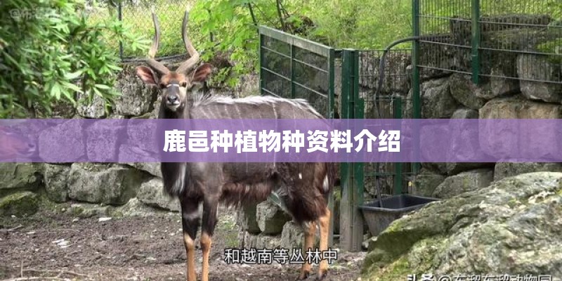 鹿邑种植物种资料介绍