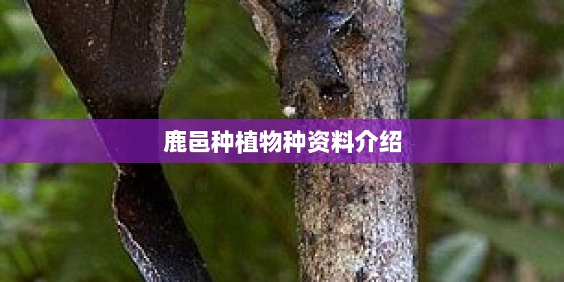 鹿邑种植物种资料介绍