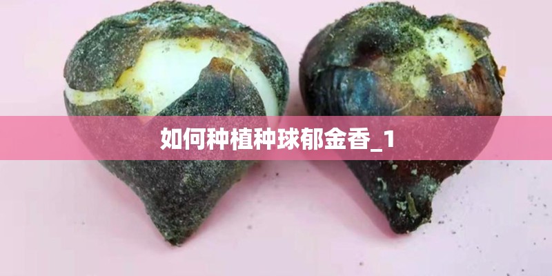 如何种植种球郁金香_1