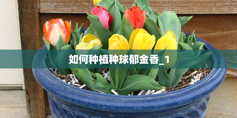 如何种植种球郁金香_1