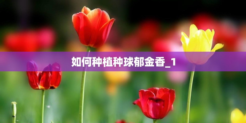如何种植种球郁金香_1
