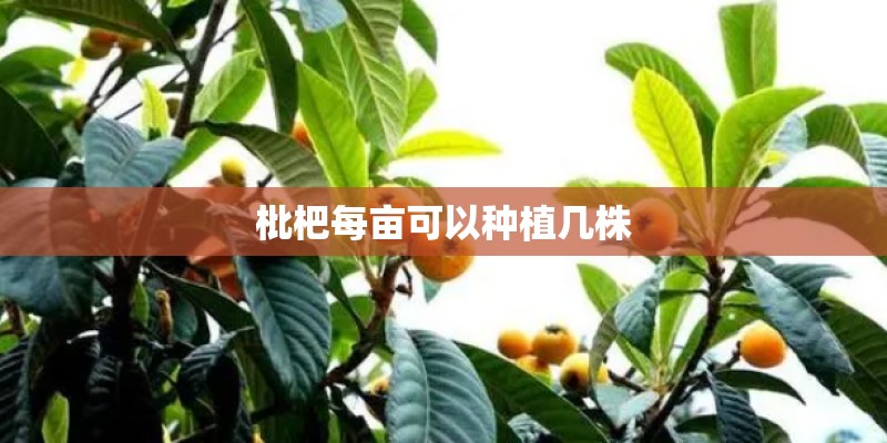 枇杷每亩可以种植几株 枇杷每亩可以种植几株
