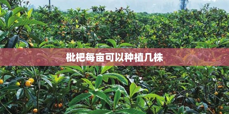枇杷每亩可以种植几株 枇杷每亩可以种植几株