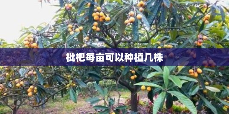 枇杷每亩可以种植几株 枇杷每亩可以种植几株