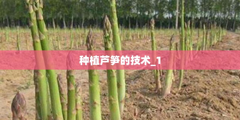 种植芦笋的技术_1 种植芦笋的技术_1