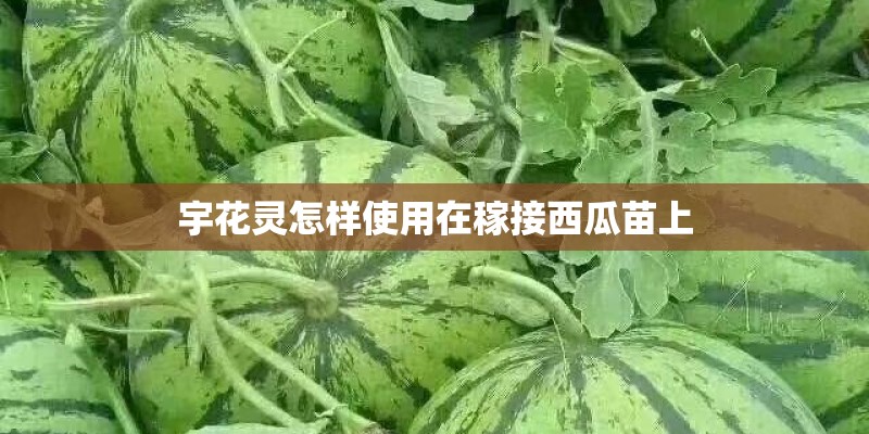 宇花灵怎样使用在稼接西瓜苗上 宇花灵怎样使用在稼接西瓜苗上