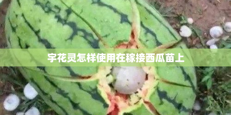 宇花灵怎样使用在稼接西瓜苗上 宇花灵怎样使用在稼接西瓜苗上