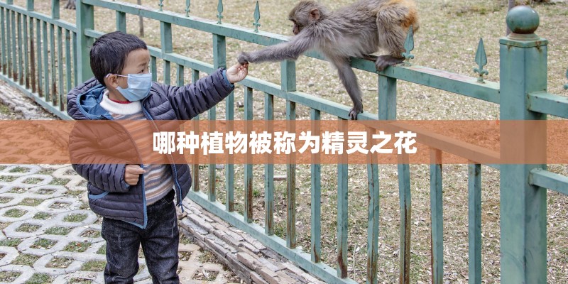 哪种植物被称为精灵之花