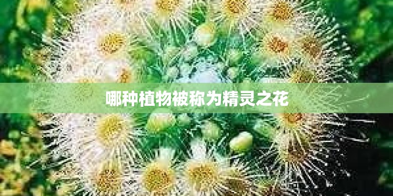 哪种植物被称为精灵之花