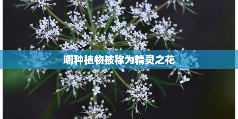 哪种植物被称为精灵之花