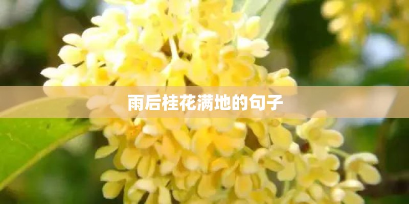雨后桂花满地的句子