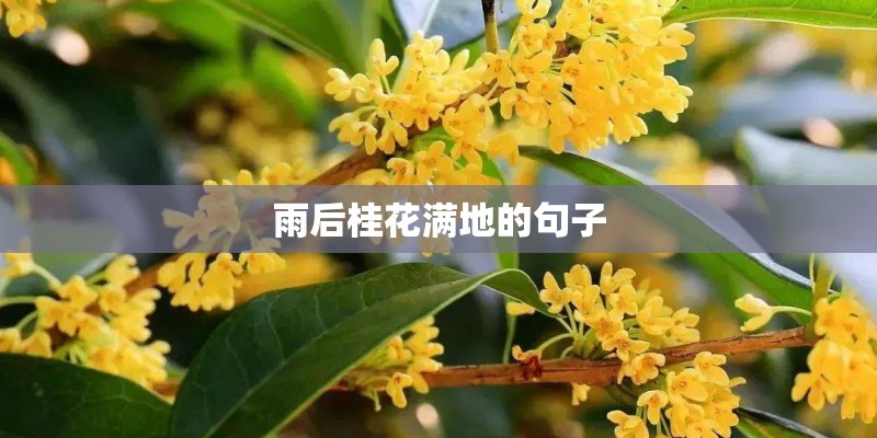 雨后桂花满地的句子