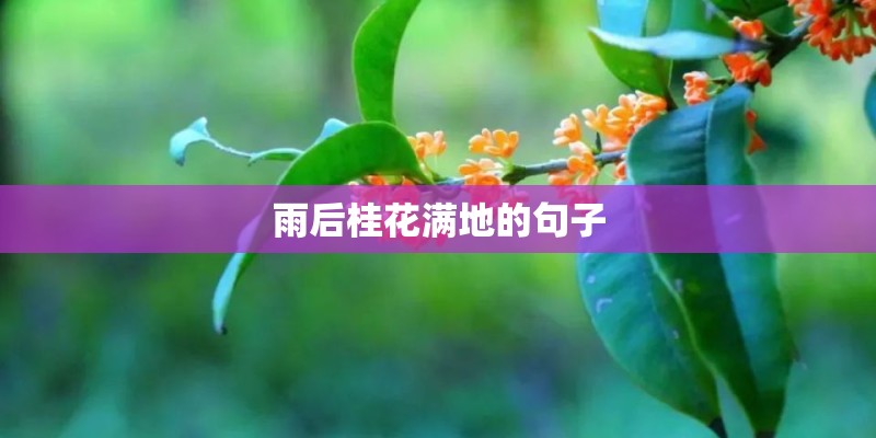 雨后桂花满地的句子