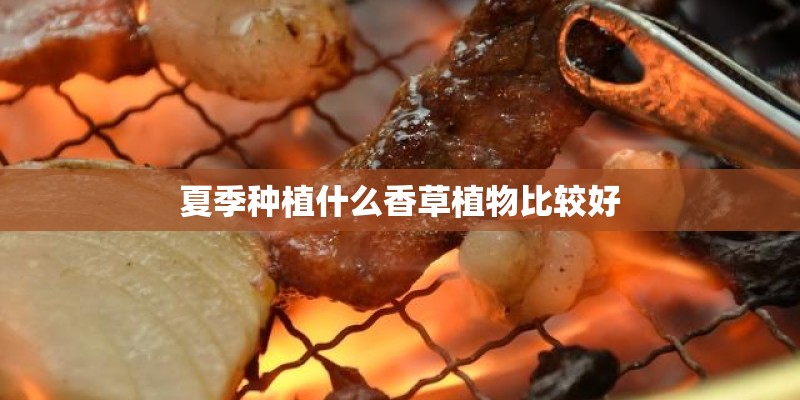 夏季种植什么香草植物比较好
