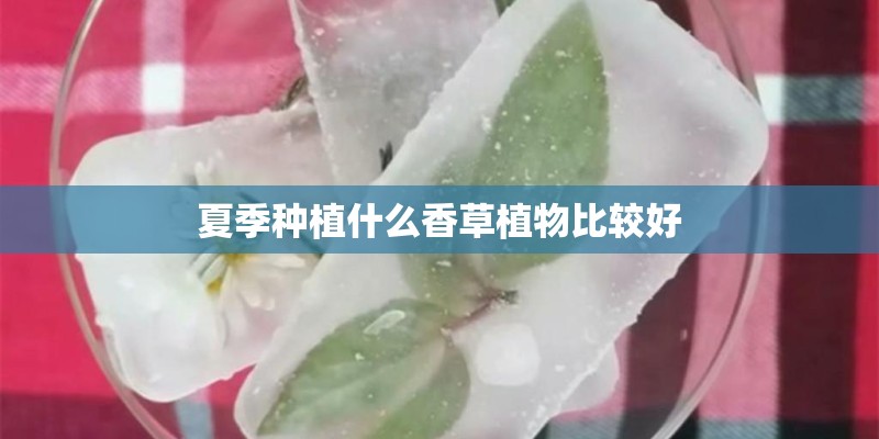 夏季种植什么香草植物比较好