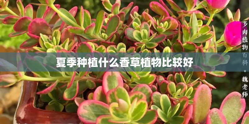 夏季种植什么香草植物比较好