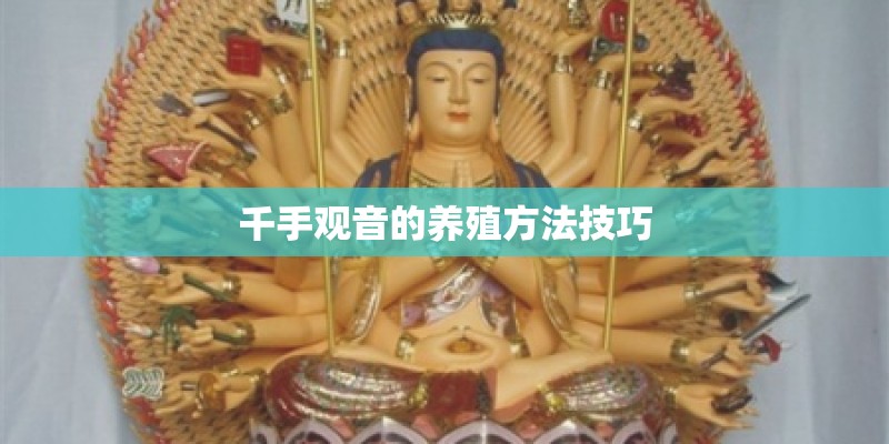 千手观音的养殖方法技巧