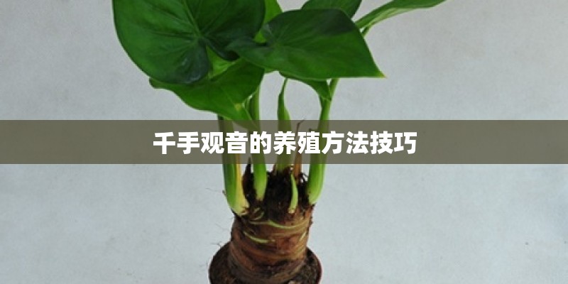 千手观音的养殖方法技巧