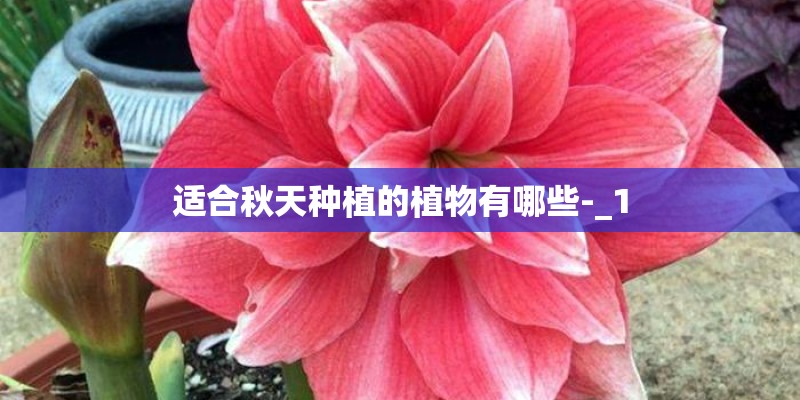 适合秋天种植的植物有哪些-_1