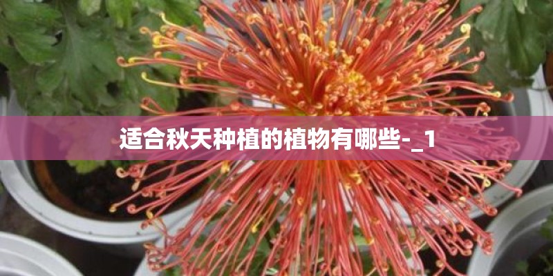 适合秋天种植的植物有哪些-_1